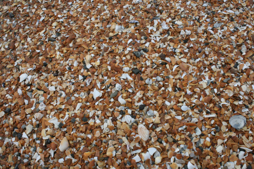 Red beach sea-shells